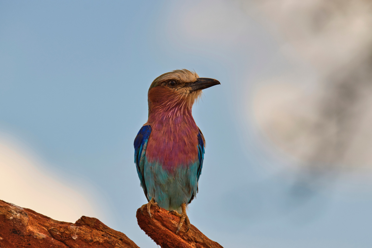 Birds in Tsavo East National Park, Tsavo West and Amboseli in Kenya
