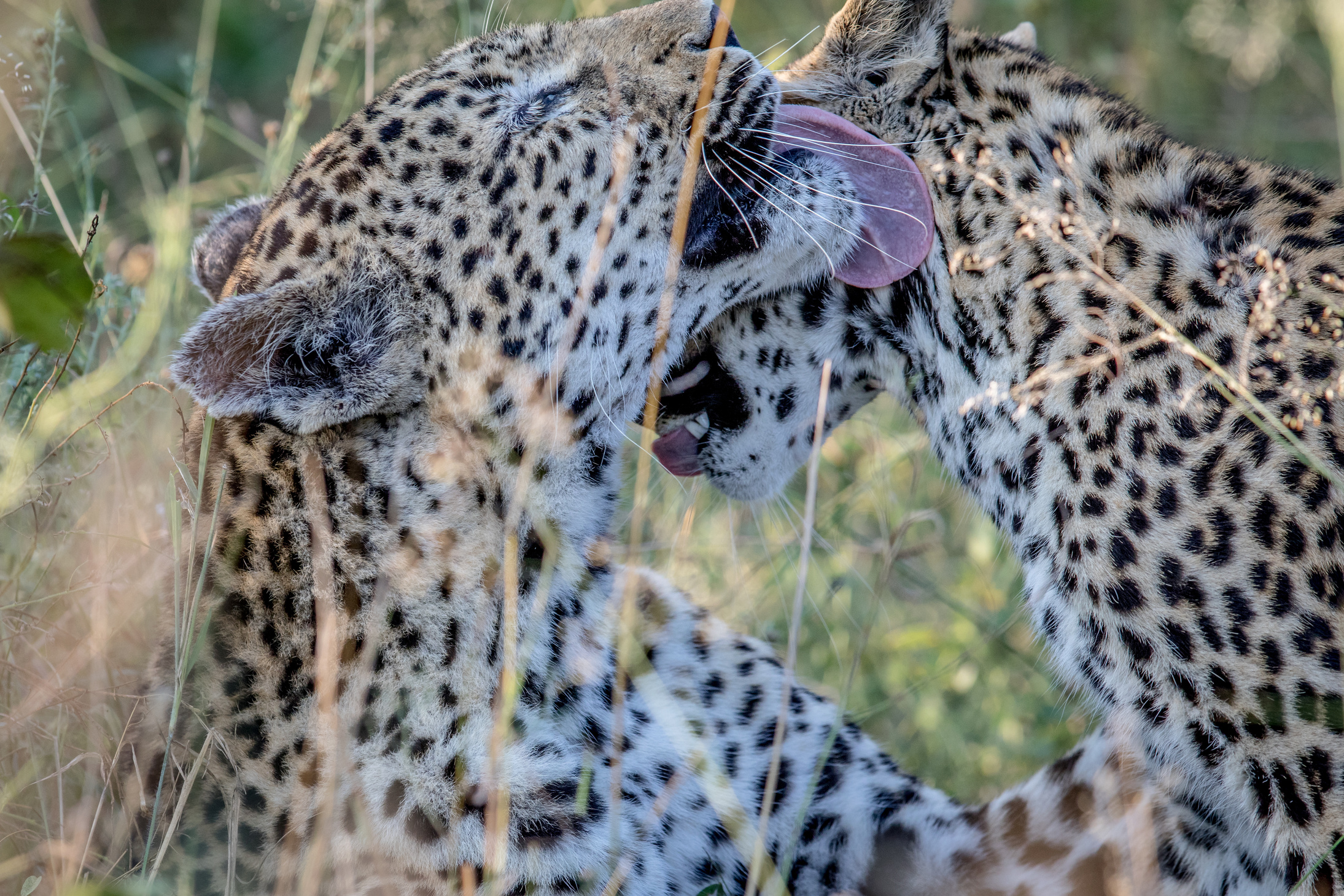 Two Leopards grooming each other.