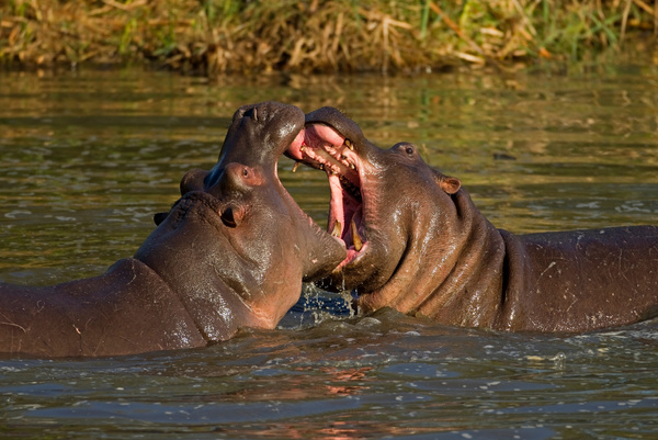 Two fighting hippos