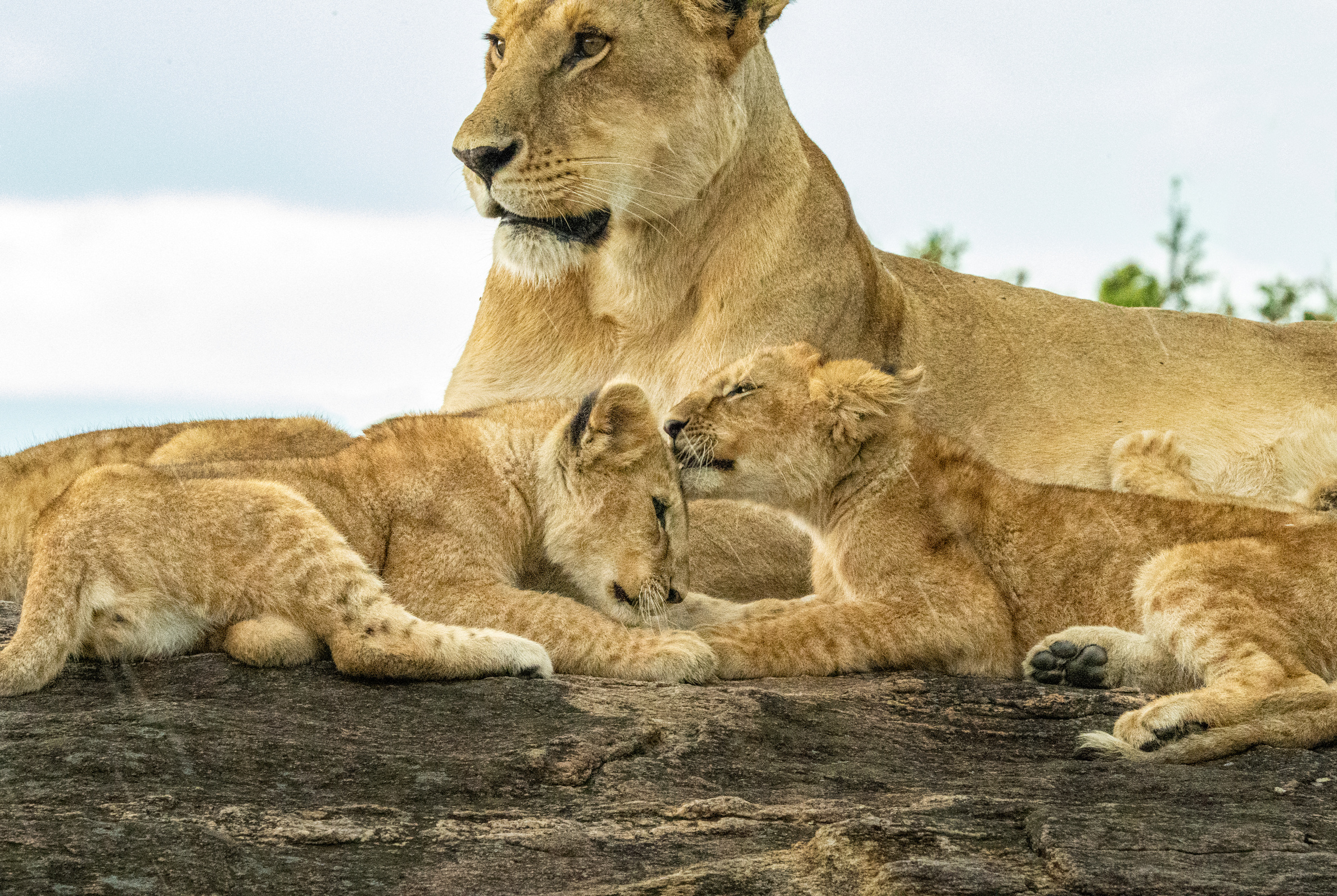 Baby Lion Cubs and Mama Lion