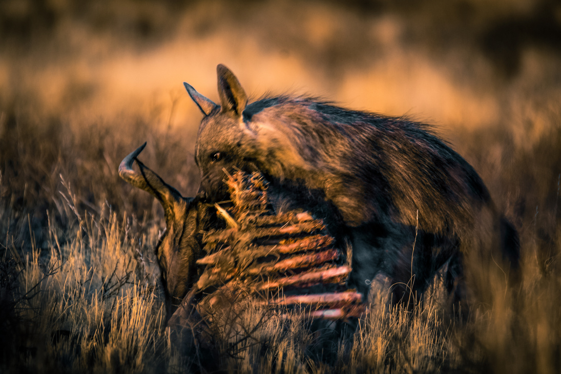 Brown Hyena with Carcass