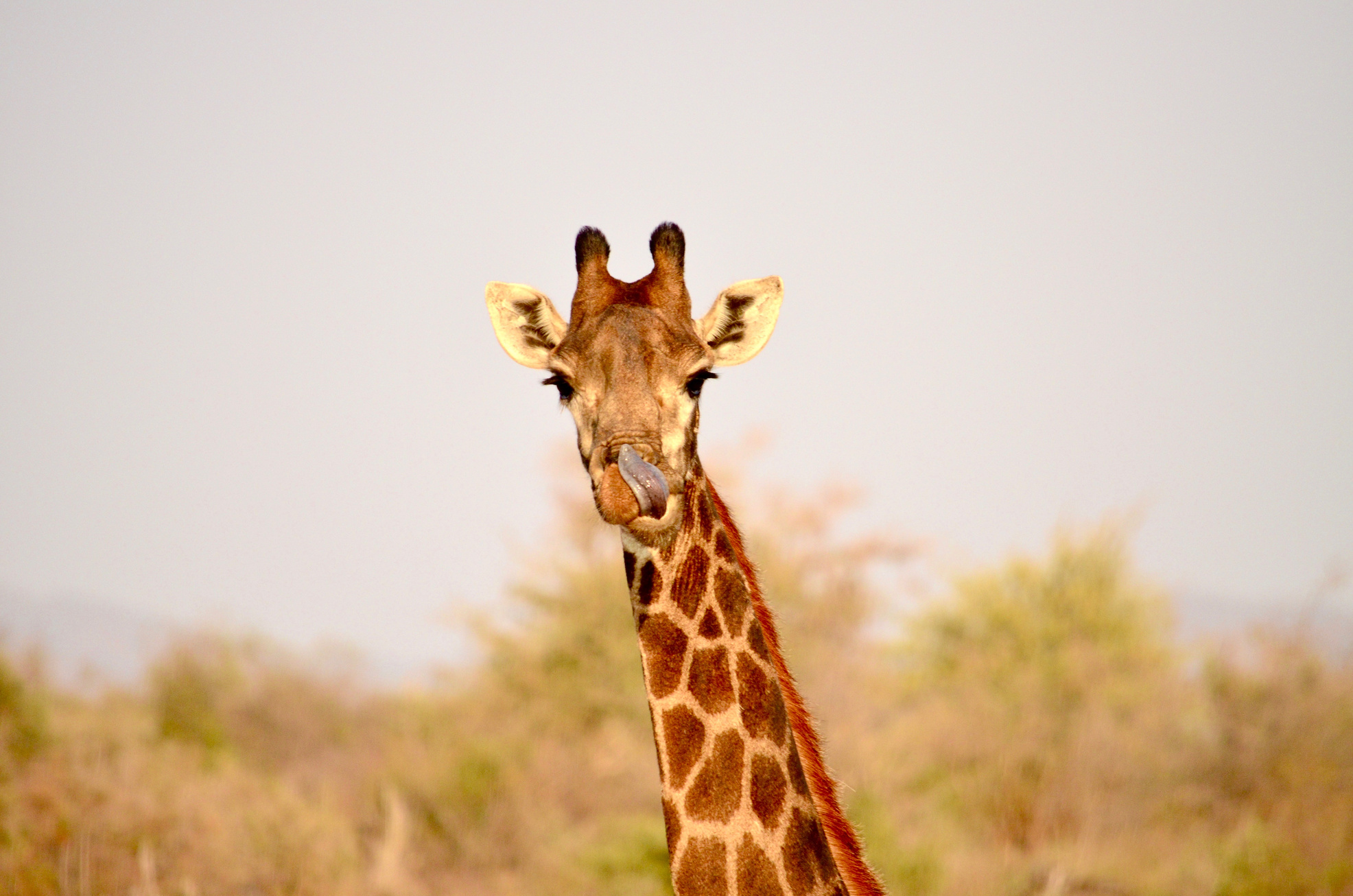 Giraffe Licking Its Nose