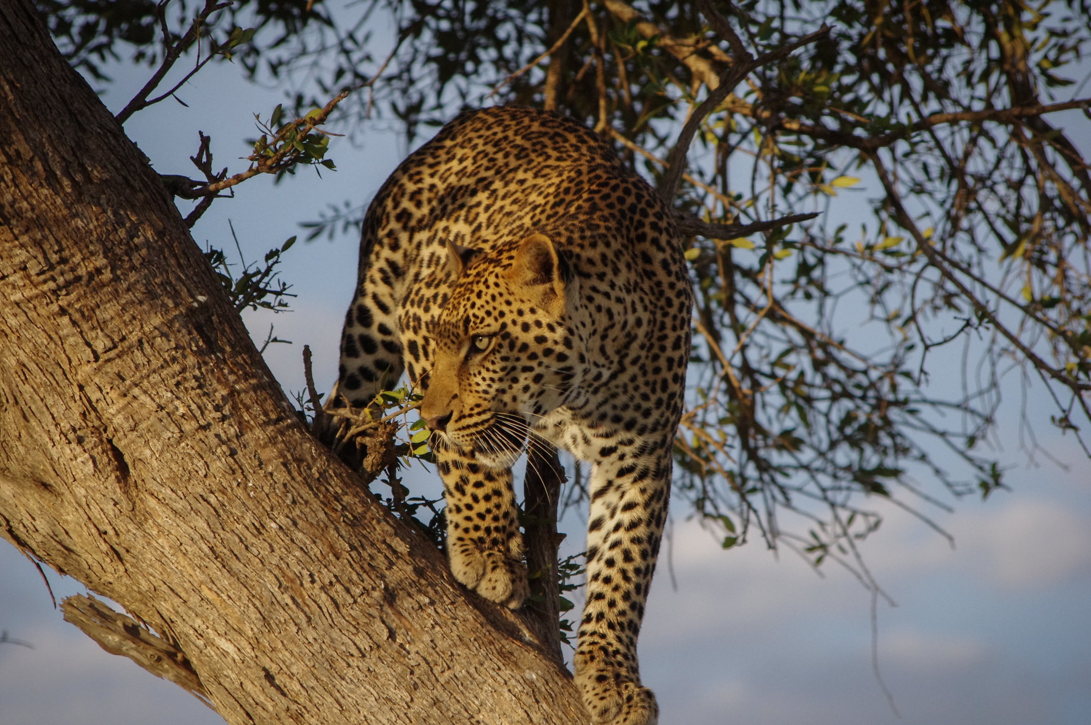 Leopard On a Tree