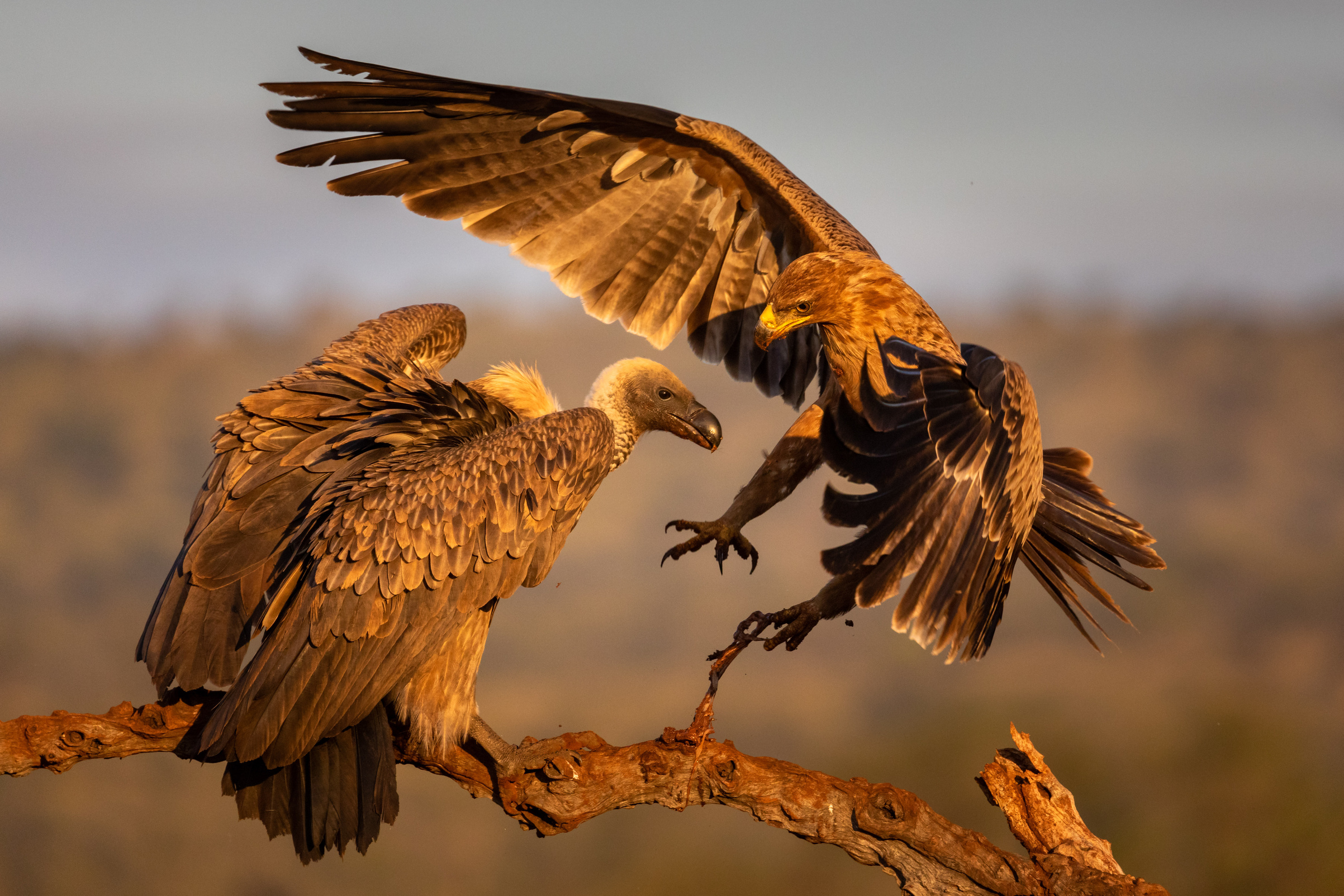 fight-eagle and valture